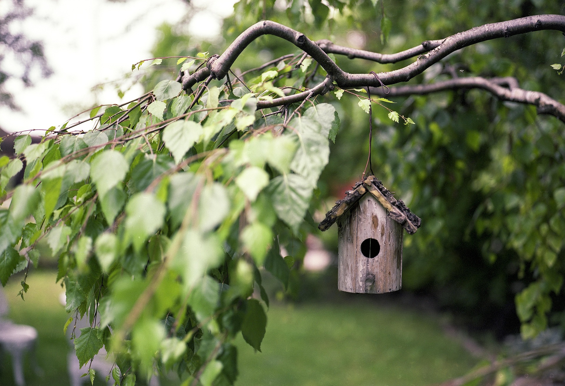 Tree Planting In Your Backyard